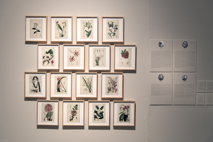 Aspecto de la exposición "Ellas ilustran Botánica"