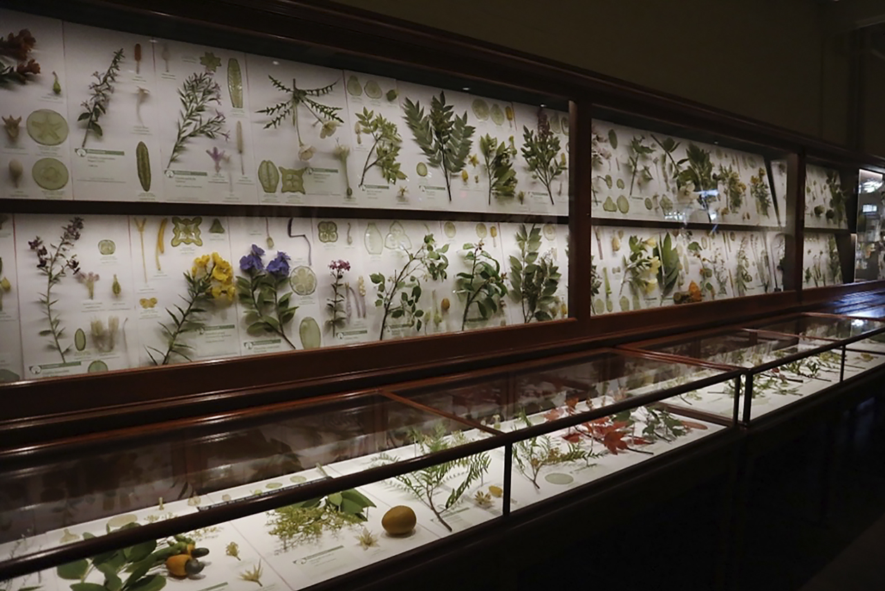 Vista de una de las galerías de vitrinas con los modelos botánicos de la colección Ware de plantas de cristal