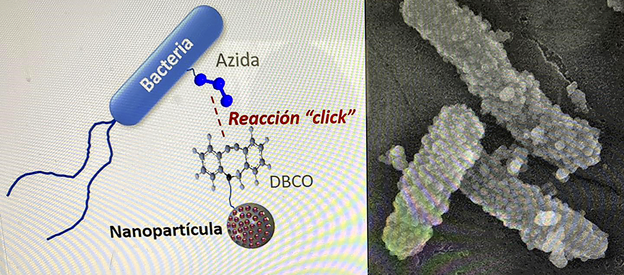 Gracias a la click chemistry se pueden unir las bacterias con las nanopartículas mesoporosas de sílice