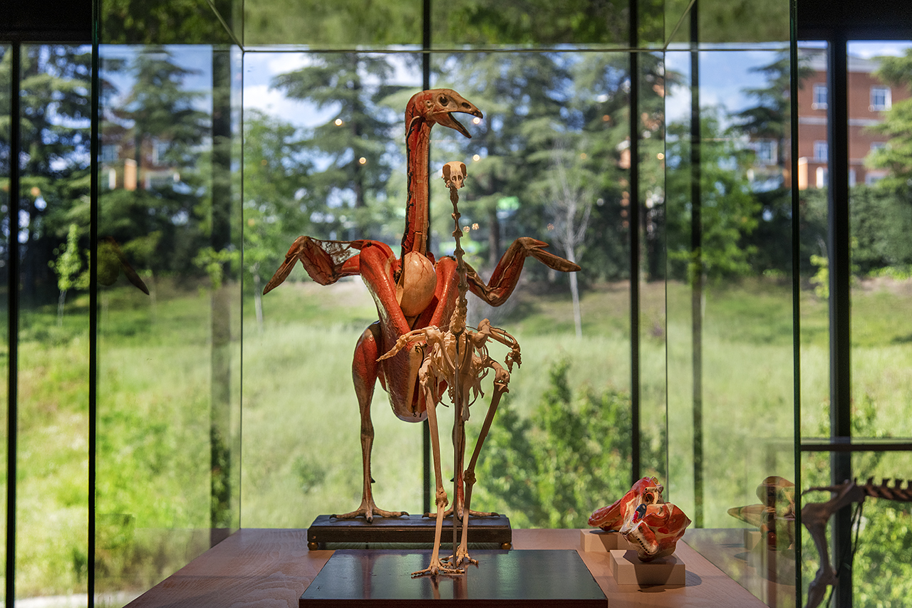 Modelo anatómico de pavo, una de las piezas del Dr. Auzoux restauradas por la UCM