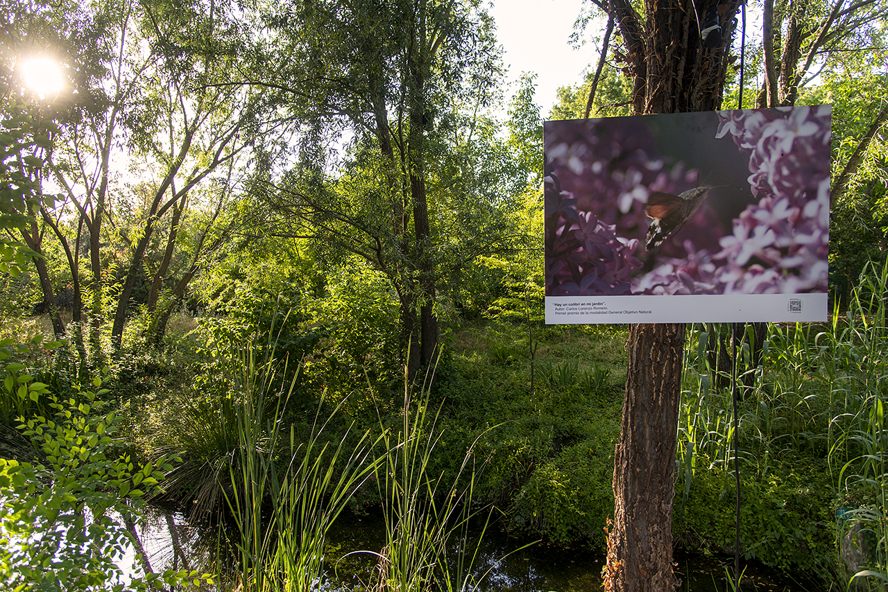 Las mejores imágenes de FotografiARTE, hasta el 31 de julio, en el Jardín Botánico de la UCM