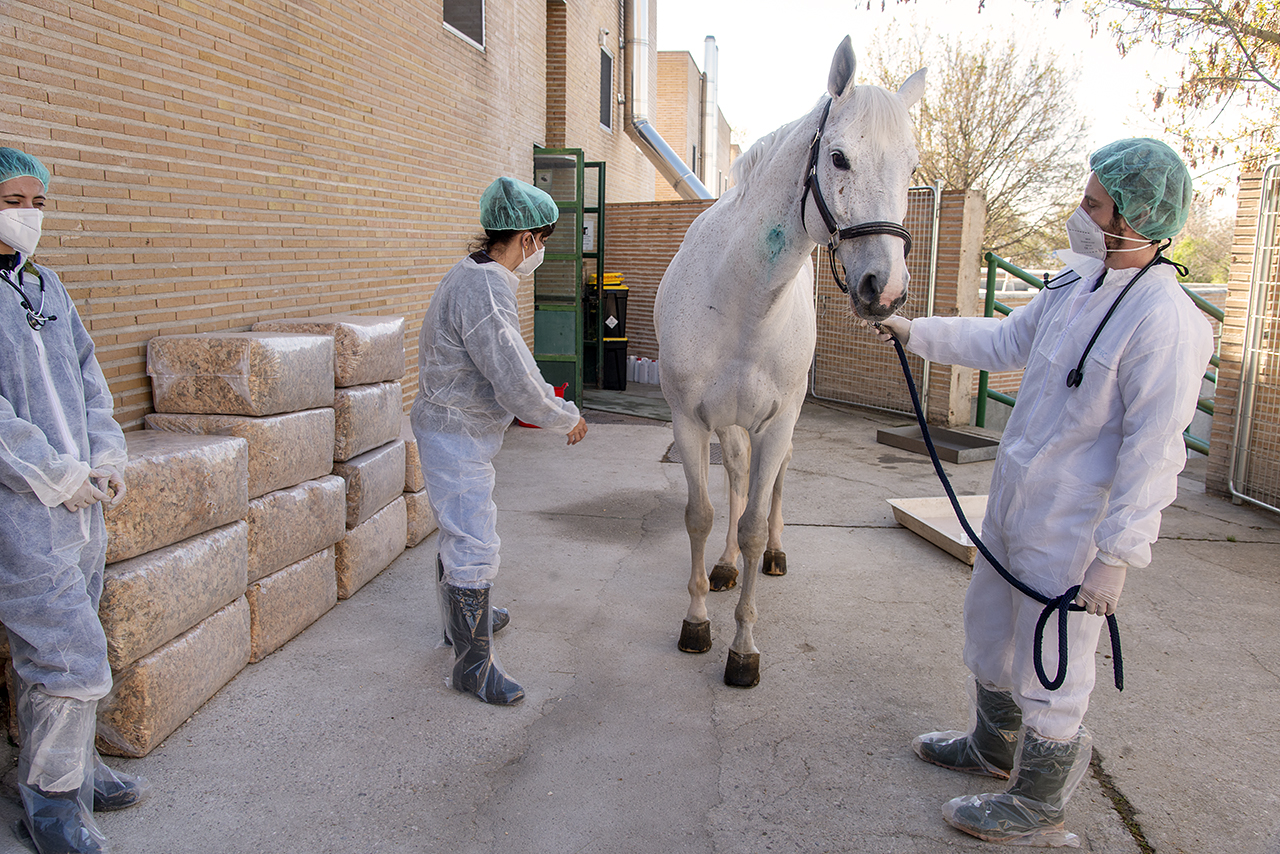 El Hospital Clínico Veterinario Complutense trata con éxito a doce caballos afectados por el brote de rinoneumonitis equina que afecta a Europa