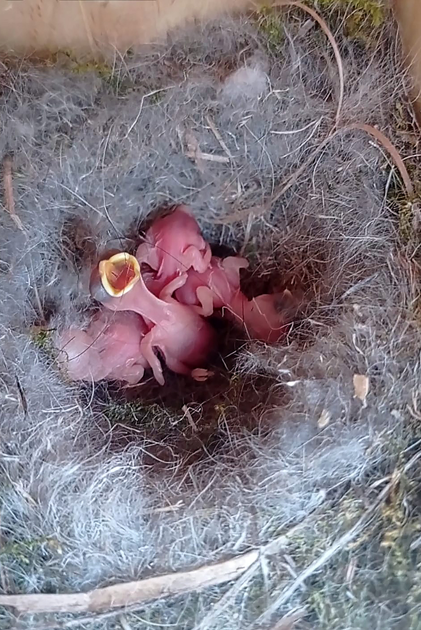 Pollos nacidos en una de las cajas nido. Fotografía: Juan Carlos Fontanillas