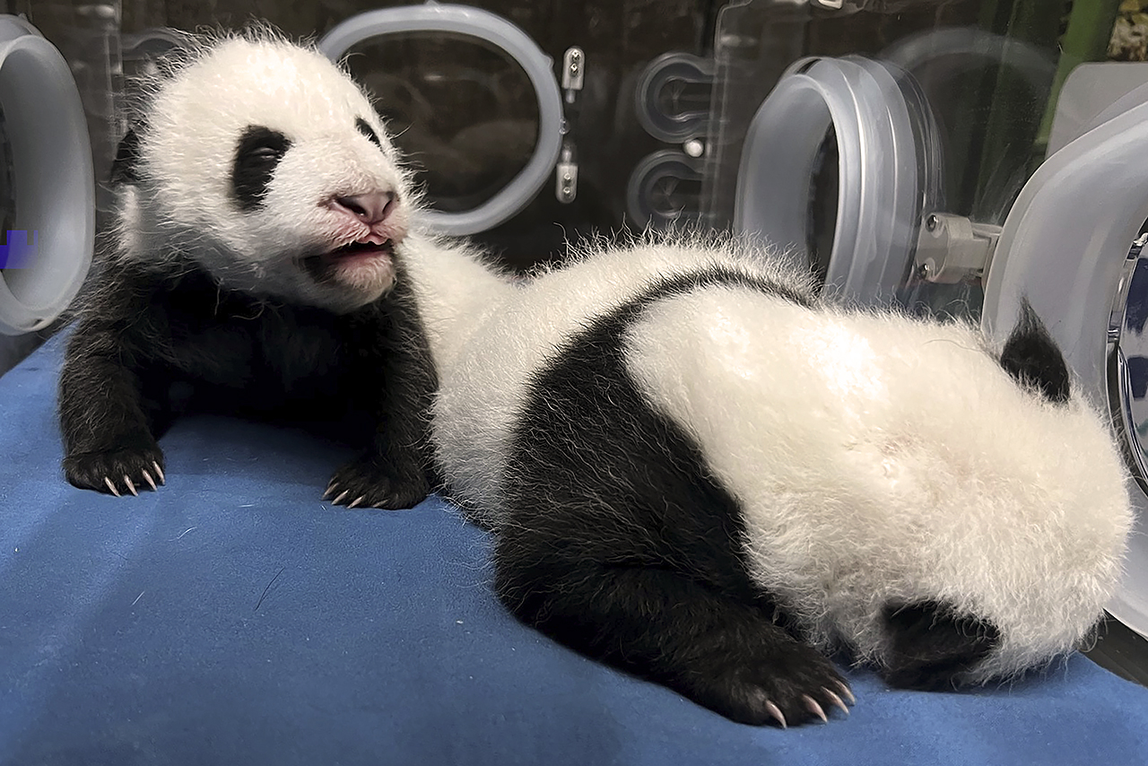 Los pandas, a los pocos días de nacer /Fotografía: Zoo de Madrid