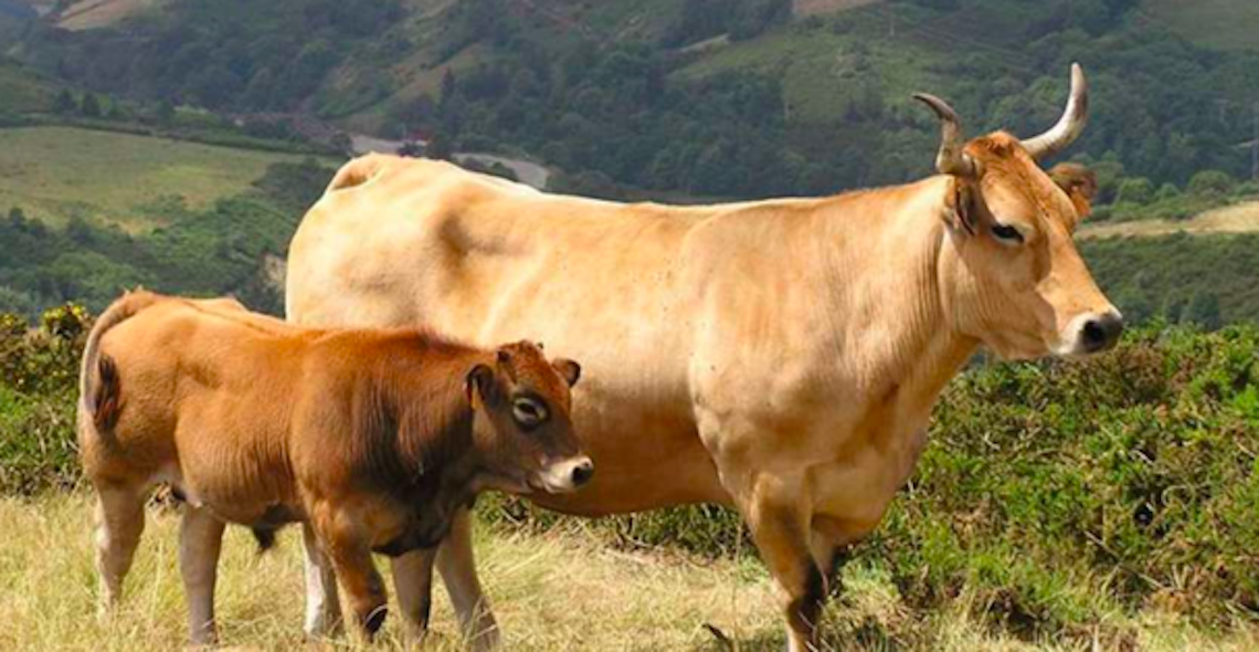 Vacas de la raza Asturiana de los Valles